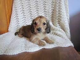 We have english puppies for sale six male four female. English Setter Puppies For Sale In Highlands North Carolina Classified Americanlisted Com