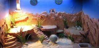 What cactus are safe for bearded dragons? Best Fake And Live Plants For A Bearded Dragon S Tank Pet Care Advisors