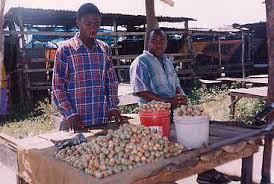 Image result for Vitex mombassae