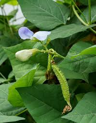 Image result for Psophocarpus scandens