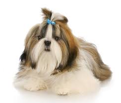 It is the only native breed of the country and known to be very intelligent, funny and outgoing. Miniature Long Haired Dogs Pasteurinstituteindia Com