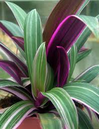 Moses In The Cradle Tradescantia Spathacea Purple Plants Plants Plant Diseases