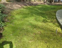 They are a defining element in moss gardens. My Front Yard Is Entirely Moss Moss
