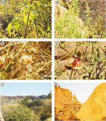 Image result for Cardiospermum corindum