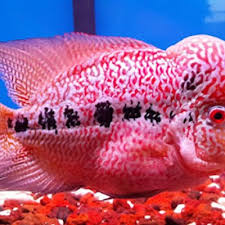 Subscribe bit.ly/2ma2all ini 10 wanita tercantik di dunia 2019 versi tc candler. Flowerhorn Kamfa Spesies Hibrid Tercantik