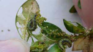 Pour capturer et détecter les vols de papillons de pyrales du buis. Pyrale Du Buis Les Chenilles Du Papillon Se Plaisent Ici