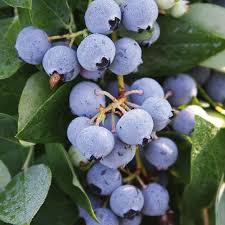 Although there are many privacy trees the oregon planter may plant, none is as fitting as the willow hybrid. Fruit Trees Flowers We Have Plenty Narangba Nursery Facebook