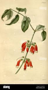 Image result for Stilbaceae