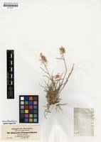 Image result for Harpachne schimperi