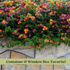 Image result for Lantana camara