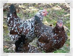 Check spelling or type a new query. All About The Speckled Sussex Is It The Right Breed For You