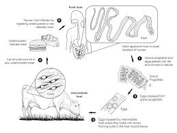 Image result for Beef Tapeworm