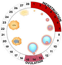 Image result for menstruation cycle