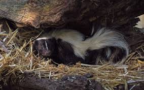 Predator pee® knows how to stop skunks from digging up your lawn with a simple solution. Skunk Spray And Your Dog Vca Animal Hospital