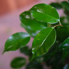 Image result for F kus Ficus