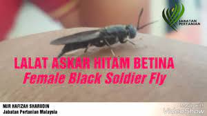 Masalah tersebut diedahkan oleh jabatan pertanian yang menyifatkan kes tersebut amat serius kerana ia melibatkan serangan lalat askar hitam atau black soldier fly (bsf). Lalat Askar Hitam Betina Female Nur Hafizah Sharudin