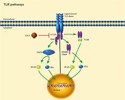 What is 50 euros in romanian leu? Frontiers Toll Like Receptors Gene Polymorphisms In Autoimmune Disease Immunology
