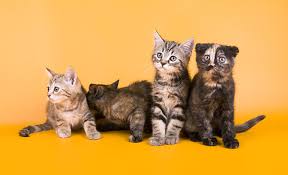 Desexed cats, females and kittens fit in easily with all sorts of other pets. Australian Mist Cat Breed Information Temperament Health