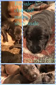 Purebred black lab puppies for sale mn. Labrador Retriever Puppies For Sale Dawson Mn 183774