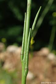 Image result for Sisymbrium burchellii