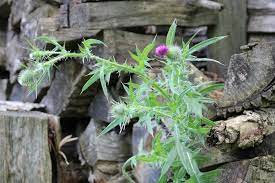 Purple flower weeds come in large bunches with bright colors. Warm Season Weeds Hgtv