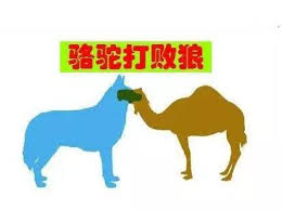 Camels have many adaptations that allow them to live successfully in desert conditions. Camels Can Survive In The Desert Eat Cacti And Escape Wolves Daydaynews