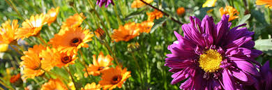 Chicago botanical gardens coupon codes. 10 Off Kew Royal Botanical Gardens Discount Codes August 2021