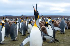Photographs taken by helicopter in 2017 revealed the world's biggest king penguin colony had unexpectedly lost 900,000 birds over several decades. The Lowest Of Low Seasons At The Edge Of The World The New York Times