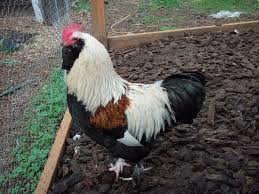 Check spelling or type a new query. Most Handsome Rooster Contest Contest Closed Rooster Chickens And Roosters Chicken Breeds