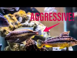 How To Manage African Cichlid Aggression Youtube