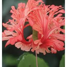 Image result for Hibiscus schizopetalus