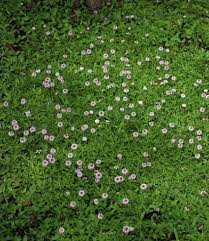 Image result for Lippia plicata