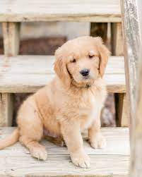 These beautiful and loyal dogs will be an amazing asset to any family. Meet Walter Annapolis Maryland Washington Dc Wedding Photographer Lauren R Sw