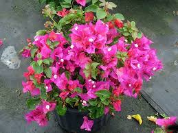 Helen Johnson Dwarf Bougainvillea Ground Cover Landscaping Plants Florida Gardening Ground Cover