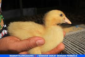 Video ini di buat karena ada yang masuk bertanya mengenai perbedaan bebek jenis hibrida & peking kw.pertanyaan terakhir dan terbaru datang dari kang asnad. Rawat Bebek Peking Beri Vitamin Dan Waspada Perubahan Cuaca