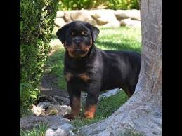 4k 00:12 black big dog korsa lies on green grass. Angry Rottweiler Puppy Attacking Youtube