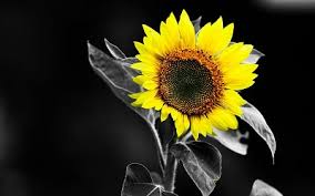 High definition and quality wallpaper and wallpapers, in high resolution, in hd and 1080p or 720p resolution sunflower black and white is free available all pictures in full hd specially for desktop pc, android or iphone. Sunflower Wallpapers Trumpwallpapers