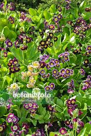 Image result for Primula x pubescens