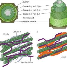 Maybe you would like to learn more about one of these? Simplified Model Of Plant Cell Wall Structure A The Structure Download Scientific Diagram