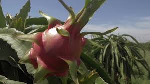 We did not find results for: Dragon Fruit Stock Video Footage 4k And Hd Video Clips Shutterstock