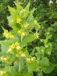 Image result for Scrophulariaceae