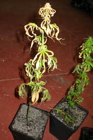 Resultado de imagen del virus Hemp Streak