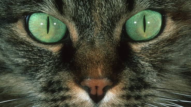 Cats' dazzling eye colors may come from 1 unusual ancestor | Live Science