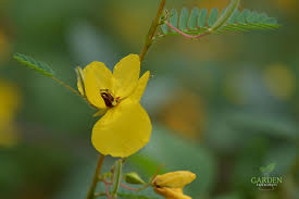 We did not find results for: A Spot Of Yellow Native Partridge Pea Butterfly Host Plant