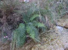 Image result for Pteris buchananii