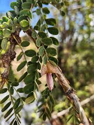 Image result for Ormocarpum