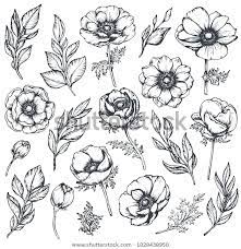 Vector Collection Hand Drawn Anemone Flowers Stock Image Download Now How To Draw Hands Anemone Flower Anemone