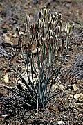 Image result for Albuca setosa