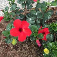 Bunga raya adalah tanaman hiasan yang mudah dibiak dan ditanam. Wow 19 Gambar Bunga Raya Putih Koleksi Bunga Hd