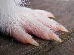 Clipping then becomes necessary, otherwise the nails will start to grow in odd directions and cause discomfort. Guinea Pigs Australia Nail Clipping